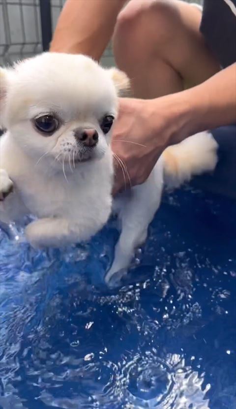 兄ワンコ後ろ足プールにつける