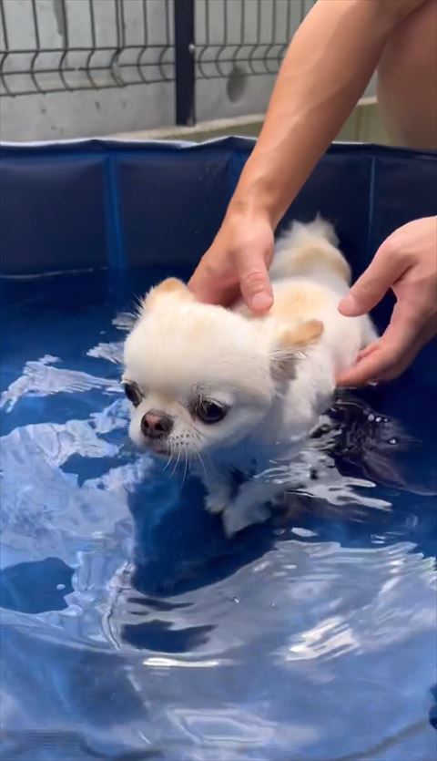 兄ワンコプールに全部の足つける