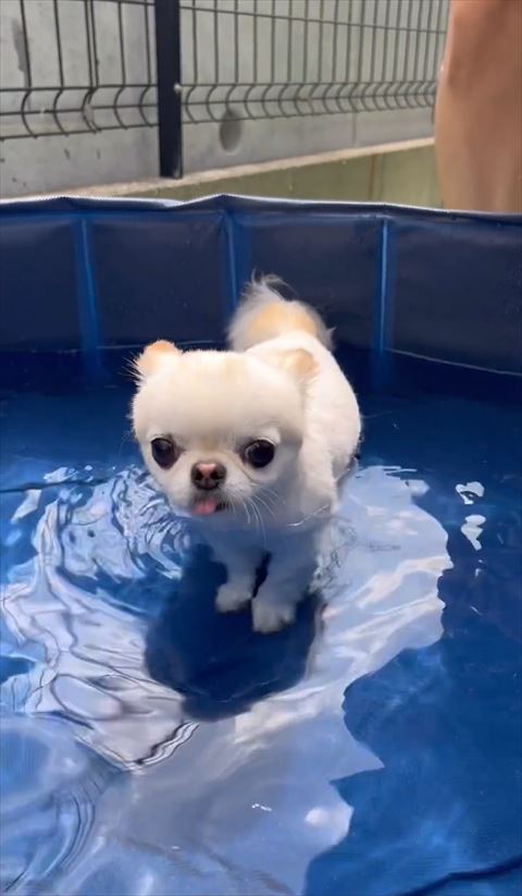 カメラ目線兄ワンコ