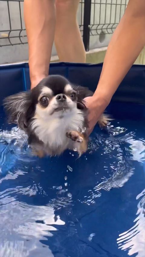 左前足以外水につかる妹ワンコ