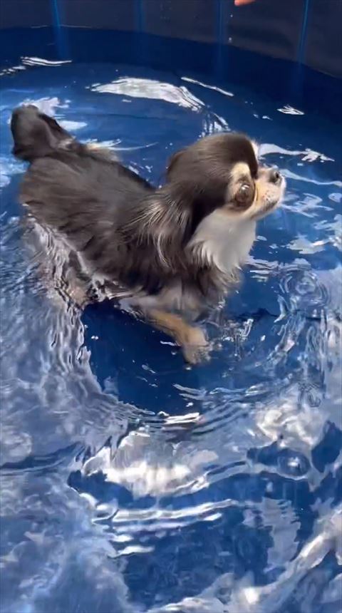 横向き妹ワンコ