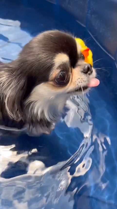 舌だしている妹ワンコ