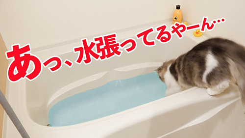 飛び込む猫のサムネイル