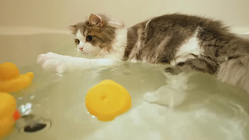 あひると遊ぶ猫