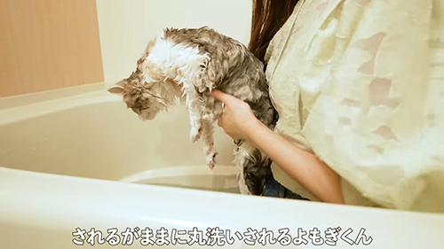 丸洗いされる猫