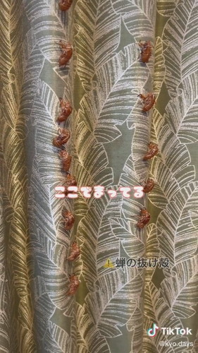 せみのぬけがら