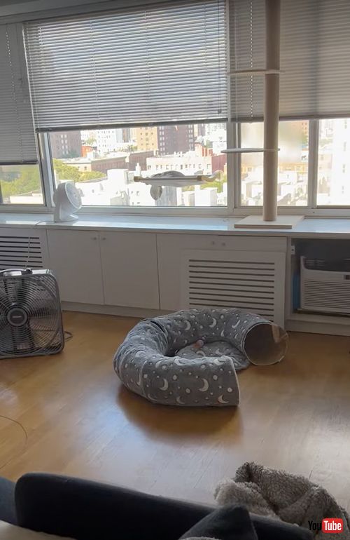 へんてこな寝方をする猫