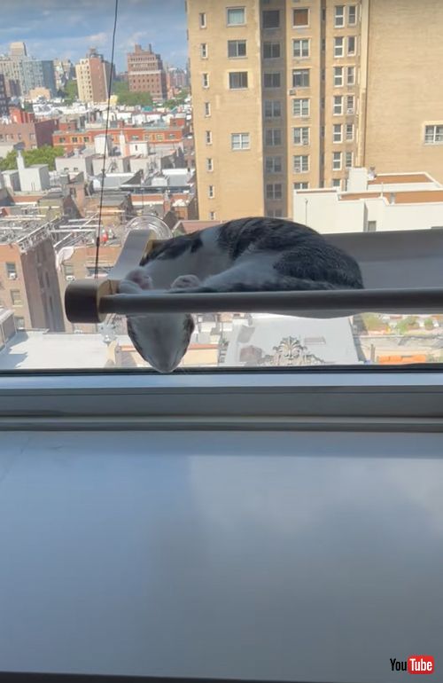 へんてこな寝方をする猫