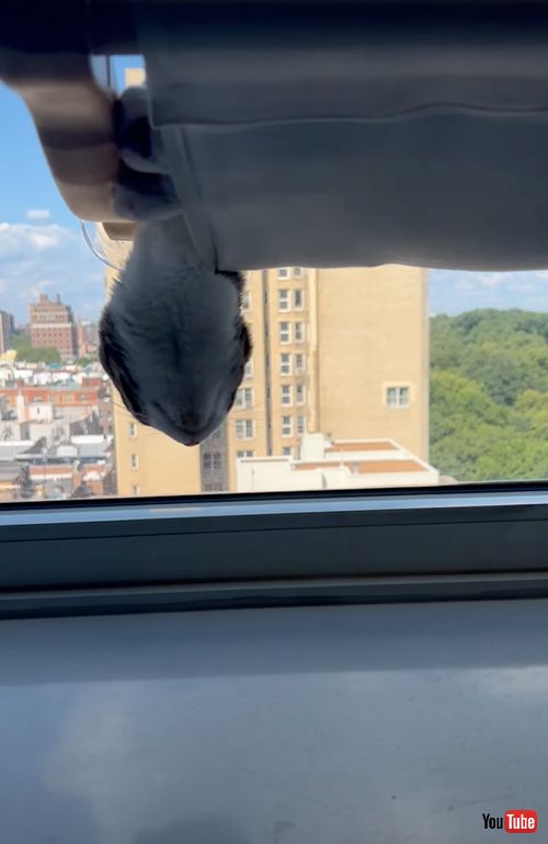 へんてこな寝方をする猫