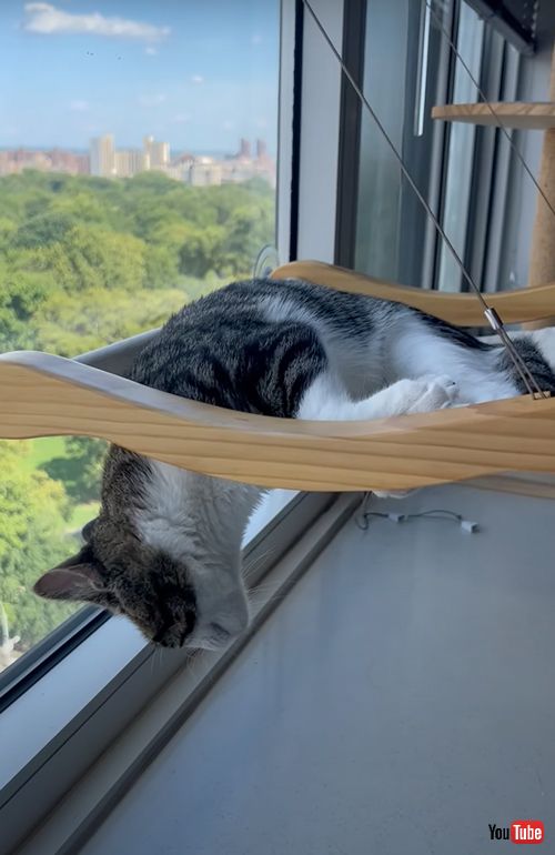 へんてこな寝方をする猫
