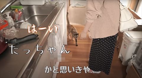 はーいテロップ