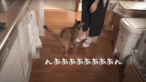 んああああんテロップ