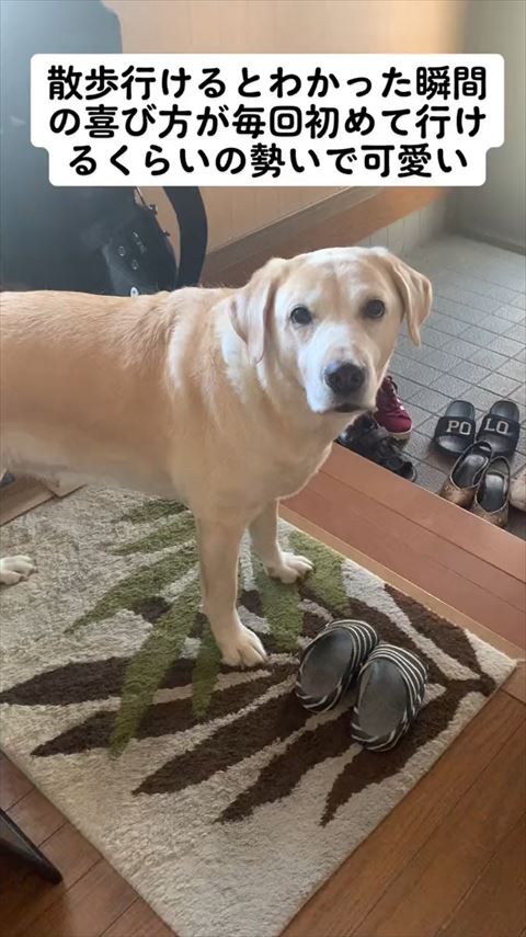 お散歩に行くと分かった犬