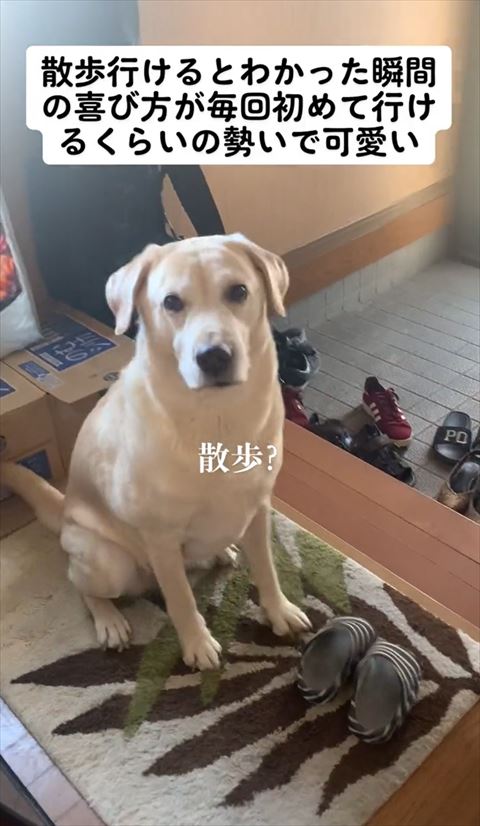 お座りしてるワンコ