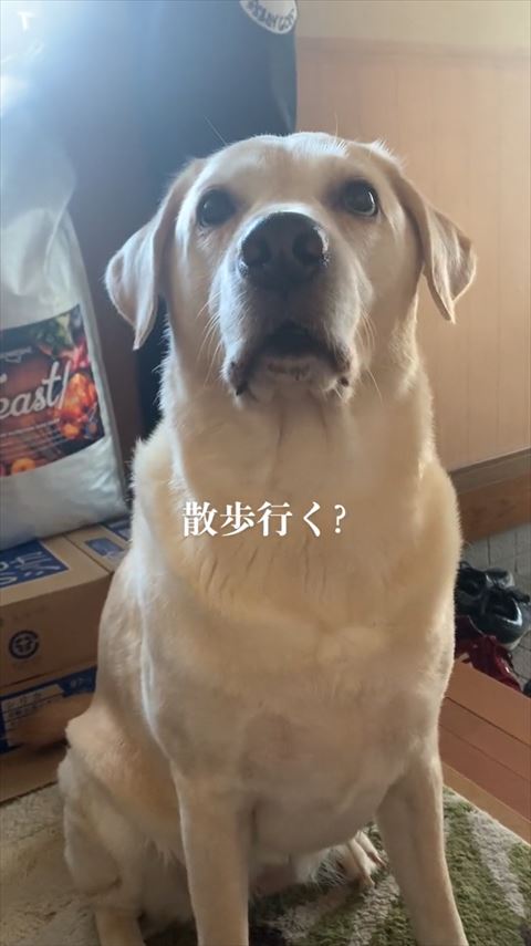 散歩行く？テロップ