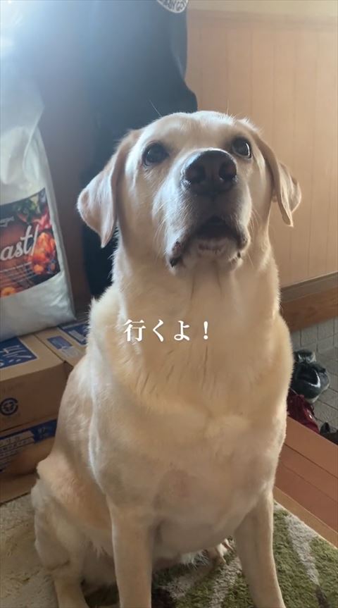 行くよテロップ