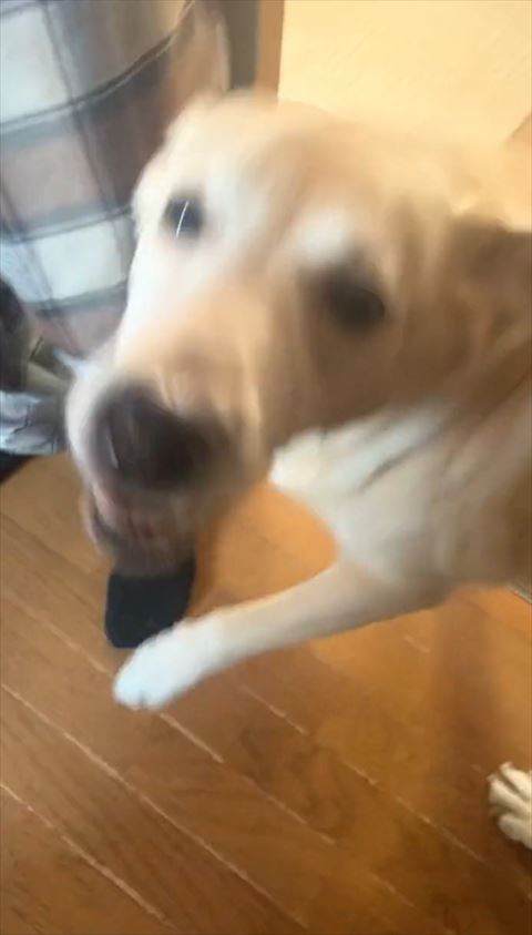 うれしそうにカメラ目線ワンコ