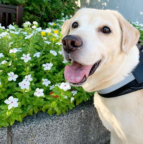 お花とワンコ