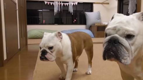 パパを待つブルドッグたち