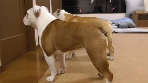 うれしそうなブルドッグたち