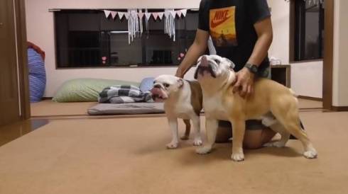 じゃれ合うブルドッグ兄妹