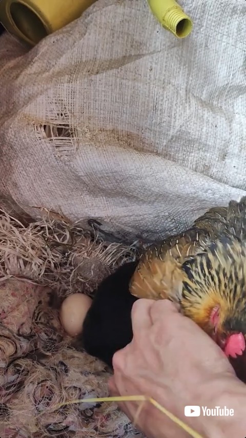 ニワトリの下にいるウサギの赤ちゃん