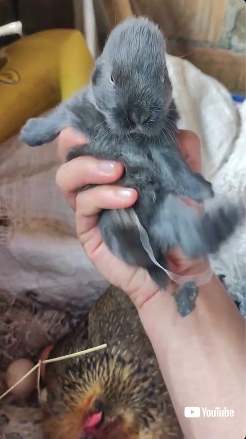 キックする赤ちゃんウサギ