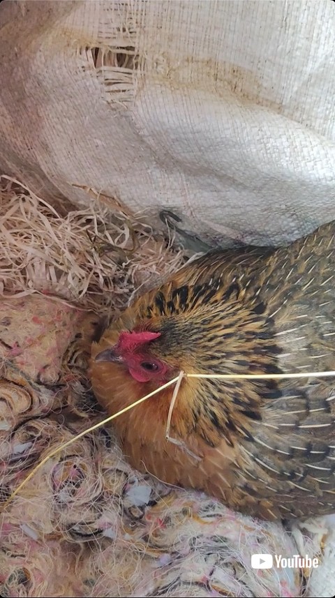 赤ちゃんウサギを温めるニワトリ