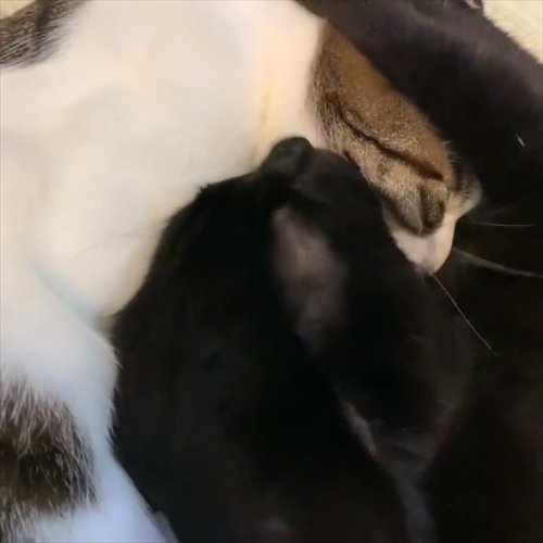 いちゃいちゃする猫