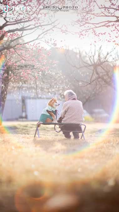 見つめ合うおばあちゃんと柴犬