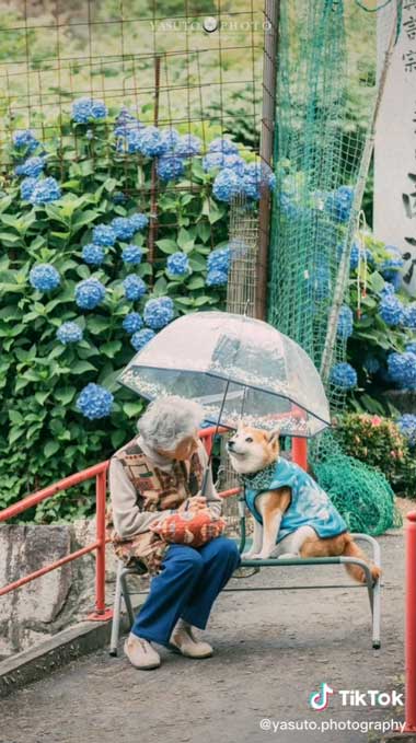 傘を差し出すおばあちゃんと柴犬