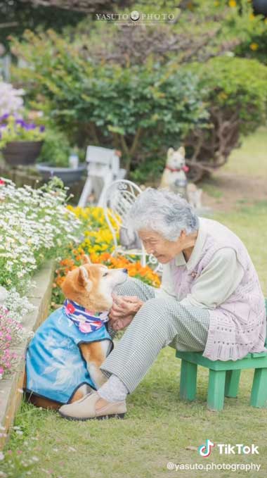 見つめ合うおばあちゃんと柴犬