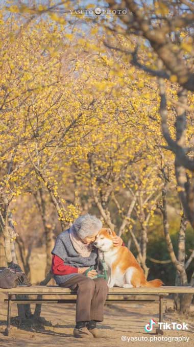 寄り添ったおばあちゃんと柴犬