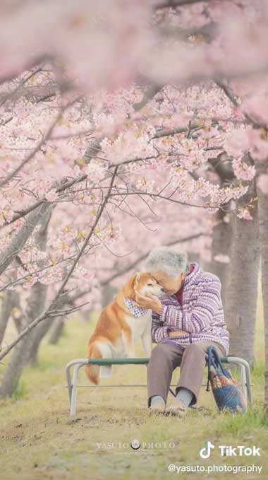 お花見するおばあちゃんと柴犬