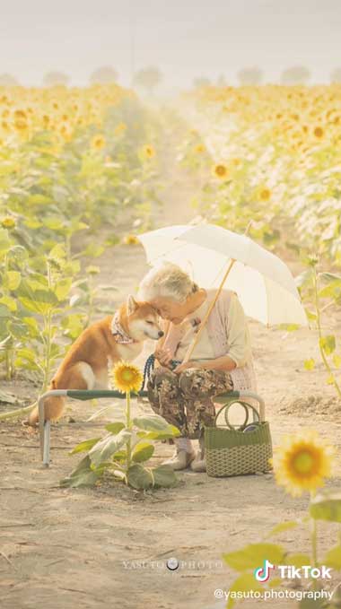 ひまわり畑のおばあちゃんと柴犬