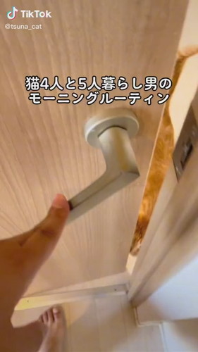 ドアからのぞく猫