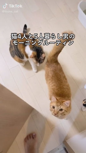 「猫4人と5人暮らし男のモーニングルーティン」