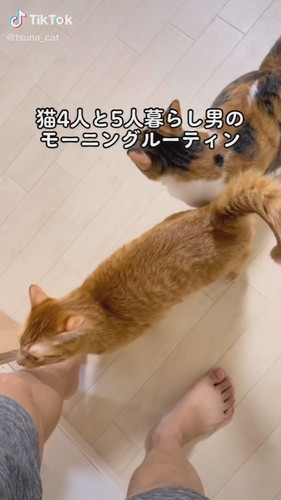 足にすりすりする猫