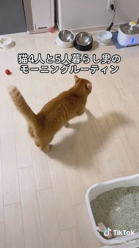 ごはん皿までいく猫