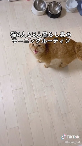 ごはんがないと鳴く猫
