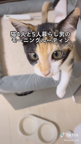 首を振るリズちゃん