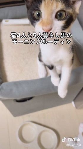 興奮する子猫