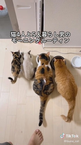 4匹並んで朝ごはん