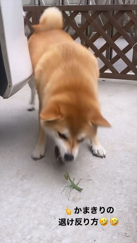 歯をむき出すワンコ