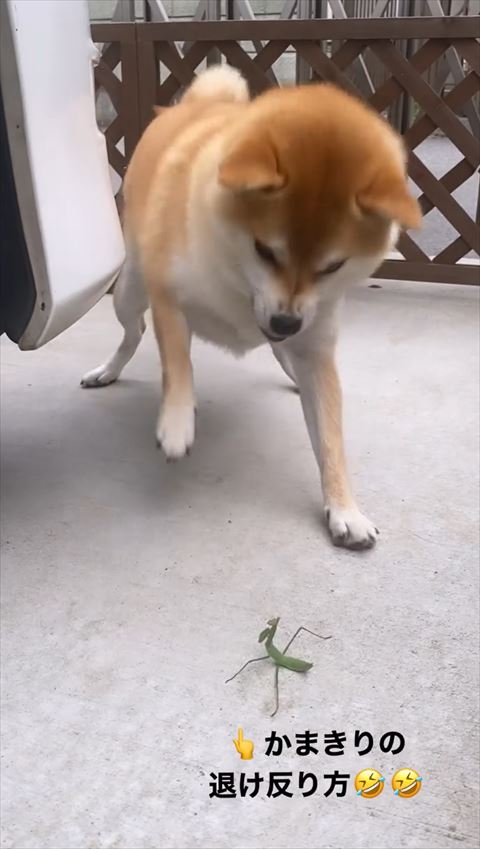 鼻にシワ寄せて右前足あげる