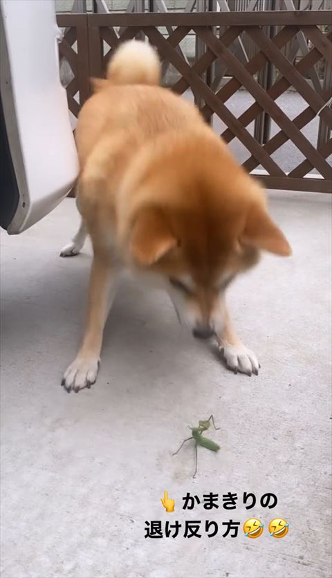 体をのけぞらすカマキリ