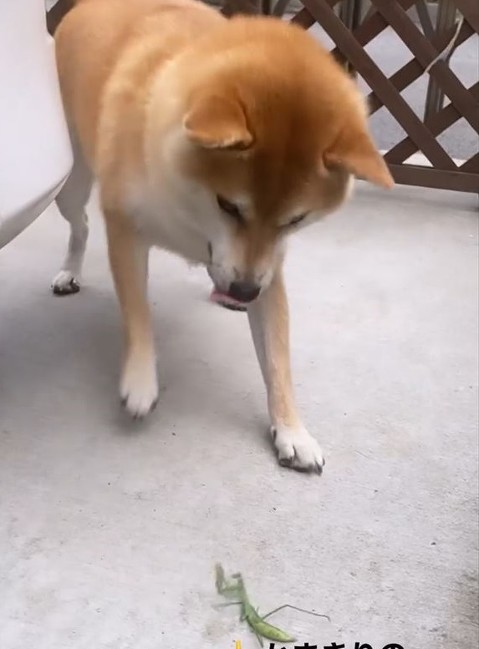 柴犬とカマキリ