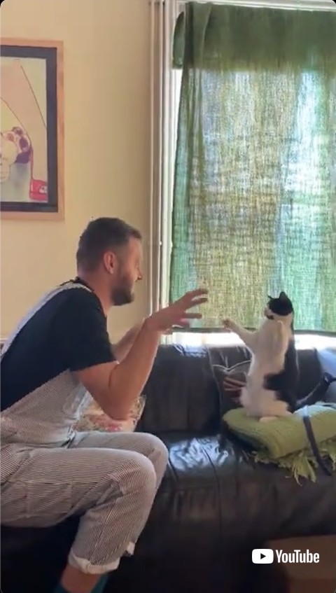 手の動きをマネる猫