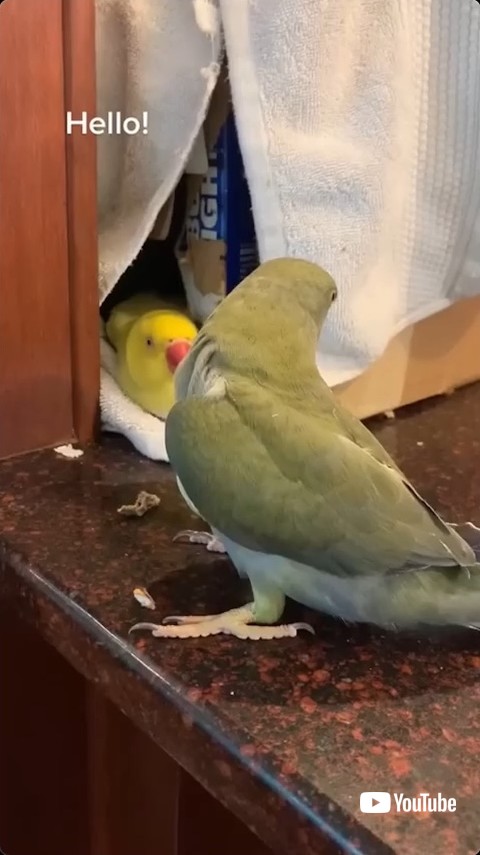 あいさつするオウム