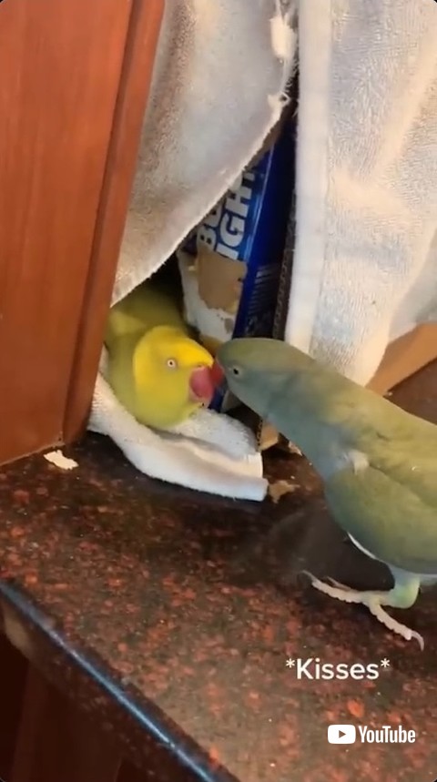 キスを繰り返すオウム